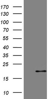 C3orf15 (MAATS1) antibody