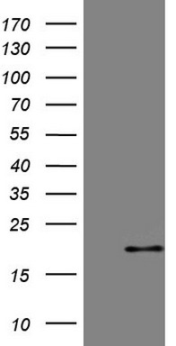 C3orf15 Antibody