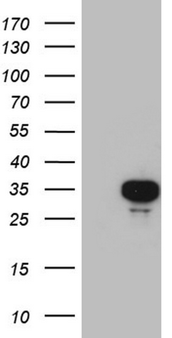 C3orf15 (MAATS1) antibody