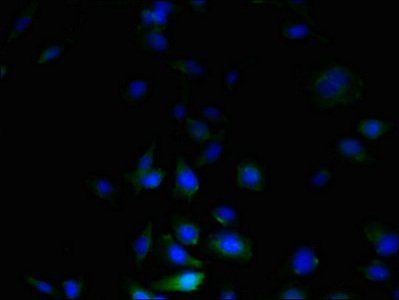 C3orf20 antibody