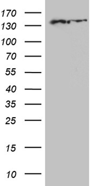 C3orf36 antibody