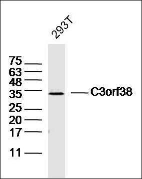 C3orf38 antibody