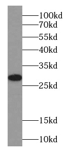 C3orf43 antibody