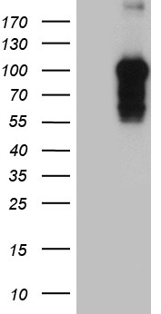 C3orf43 (SMCO1) antibody