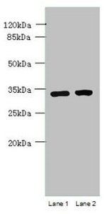 C3orf49 antibody