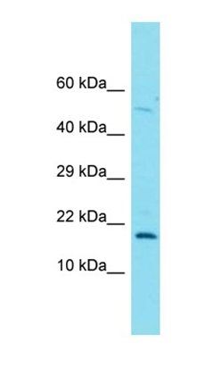 C3orf72 antibody