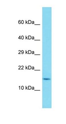 C4orf26 antibody
