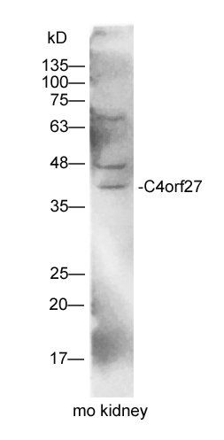 C4orf27 antibody