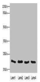 C4orf33 antibody