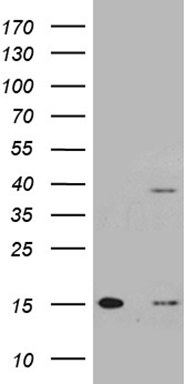 C4orf36 antibody