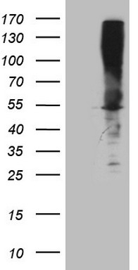 C4orf36 antibody