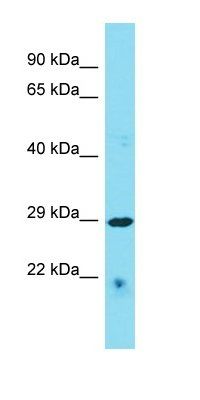 C4orf47 antibody