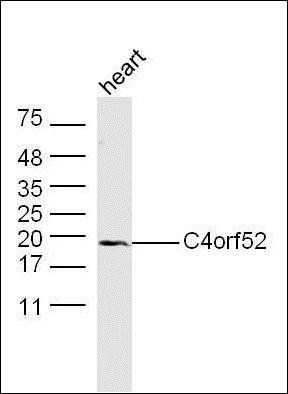 C4orf52 antibody