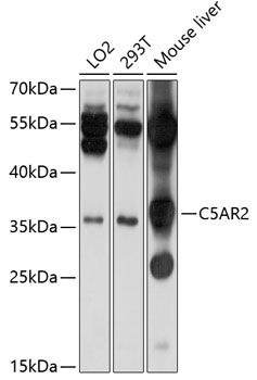 C5AR2 antibody