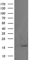 C5orf19 Antibody