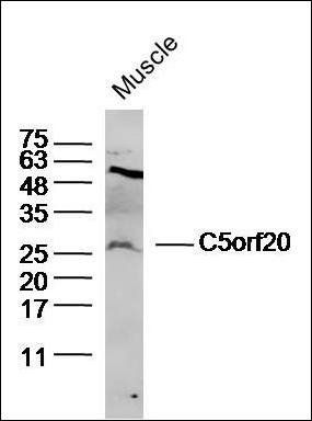 C5orf20 antibody