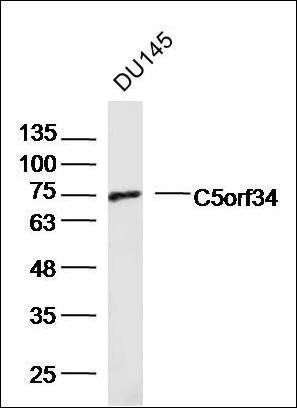 C5orf34 antibody