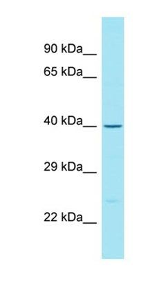 C5orf50 antibody
