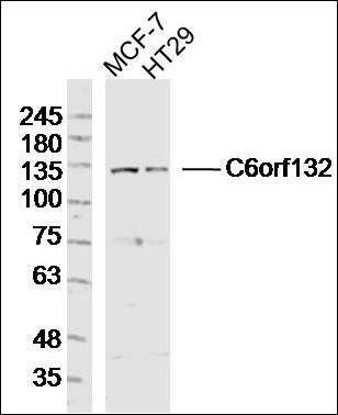 C6orf132 antibody