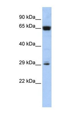 C6orf223 antibody