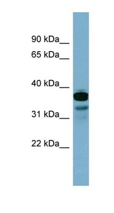 C6orf224 antibody