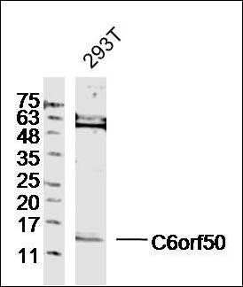 C6orf50 antibody