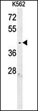 C6orf58 antibody