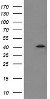 C6orf64 (SAYSD1) antibody