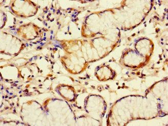 C6orf89 Antibody