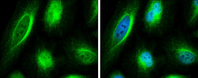 C6orf97 antibody