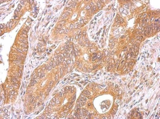 C6orf97 Rabbit Polyclonal Antibody