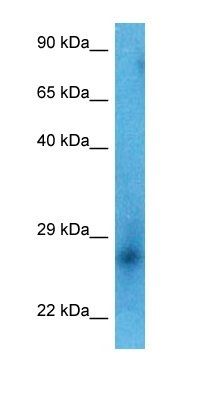 C6orf99 antibody