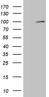C7orf16 (PPP1R17) antibody
