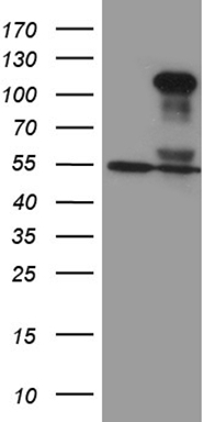 C7orf16 (PPP1R17) antibody