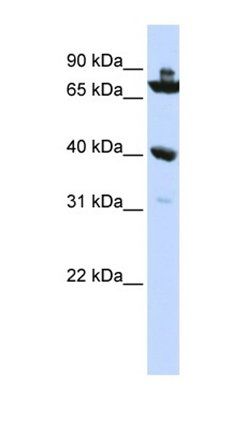 C7orf31 antibody