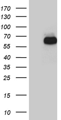 C7orf36 Antibody