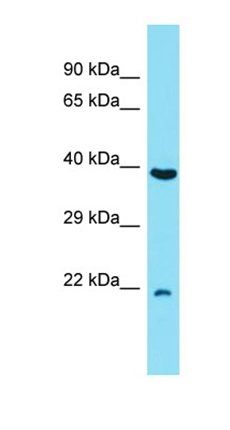 C7orf50 antibody