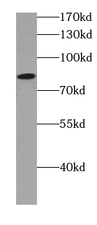 C7orf58 antibody