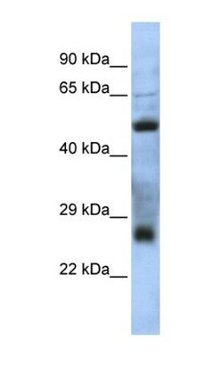 C7orf62 antibody
