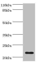 C8G antibody