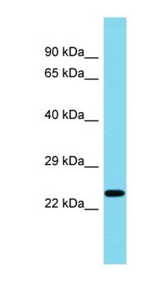 C8orf46 antibody