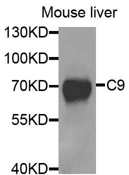C9 antibody