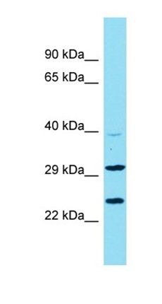 C9orf106 antibody