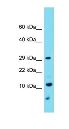 C9orf123 antibody
