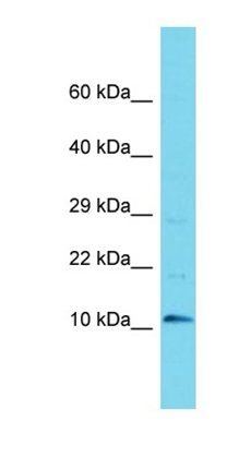 C9orf170 antibody