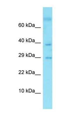 C9orf19 antibody