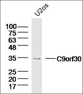 C9orf30 antibody