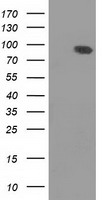 C9orf41 (CARNMT1) antibody