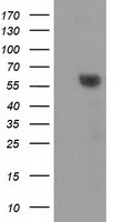 C9orf41 Antibody