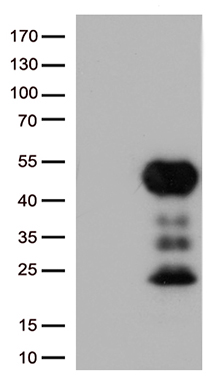 C9orf43 antibody